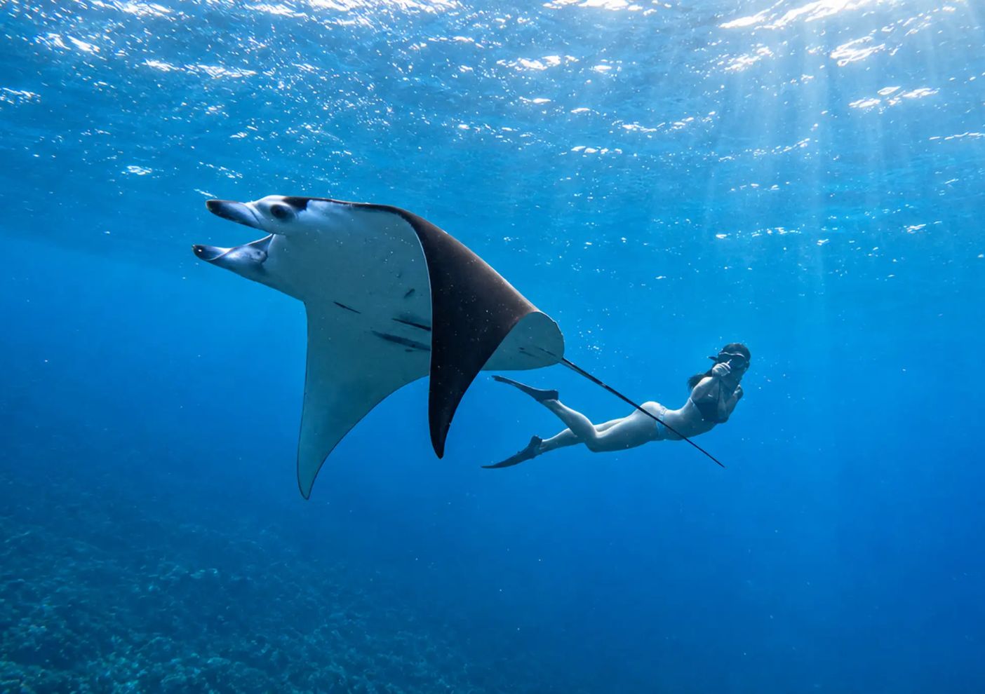 Manta